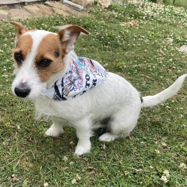 Rim to River 100 (R2R) - "Ruff Fluff" Pet Bandana
